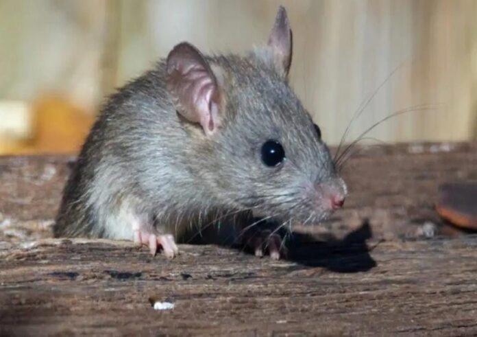 WhatsApp Image 2023-11-09 at 2.29.35 PM