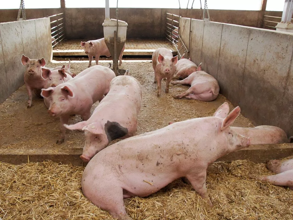 Deadly swine flu in the state: African virus, concern!