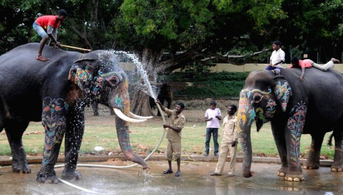 Gajapade in a relaxed mood: This time, entry to the Mysore Palace in the evening