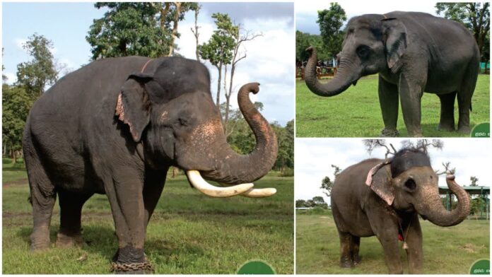 This time, Ambari is different: 3 elephants are lucky!