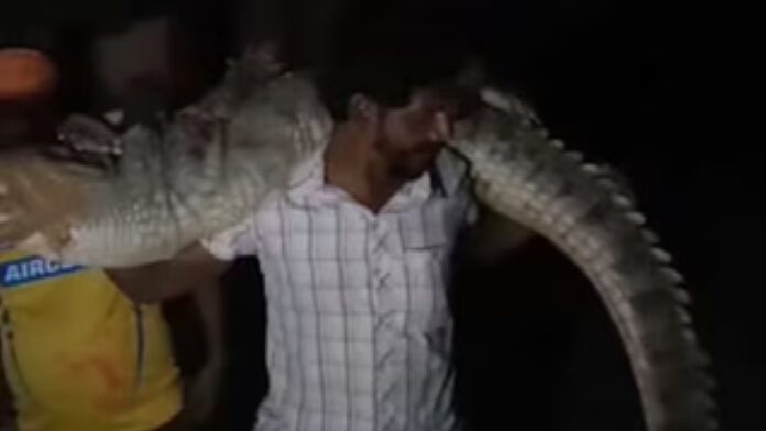 How did Bhupa carry an 80 kg crocodile?