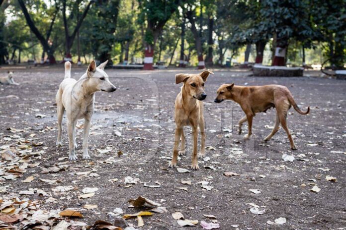 Stray dogs are no longer a problem, break: People are tired of fear!