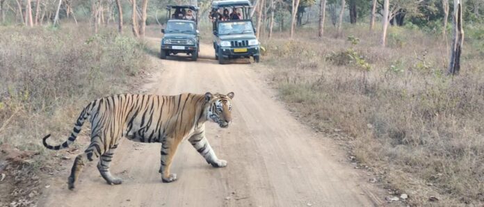 Break for safari in Chamarajanagar Mysore district?