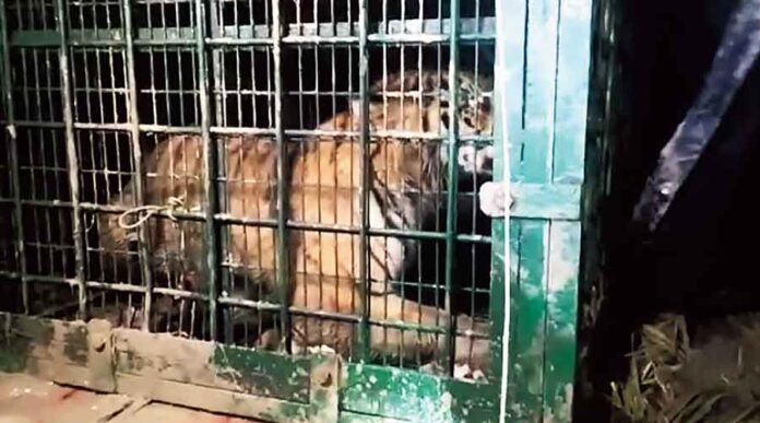 Department's trap for tigers: 'Tiger gang'!