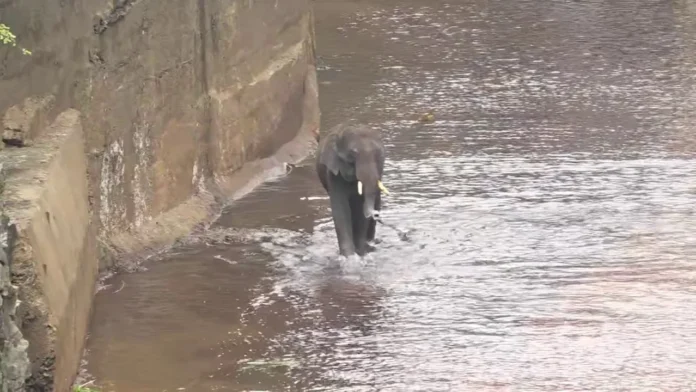 Operation Gajraja Success: Excitement – ​​Crane Rescue Successful