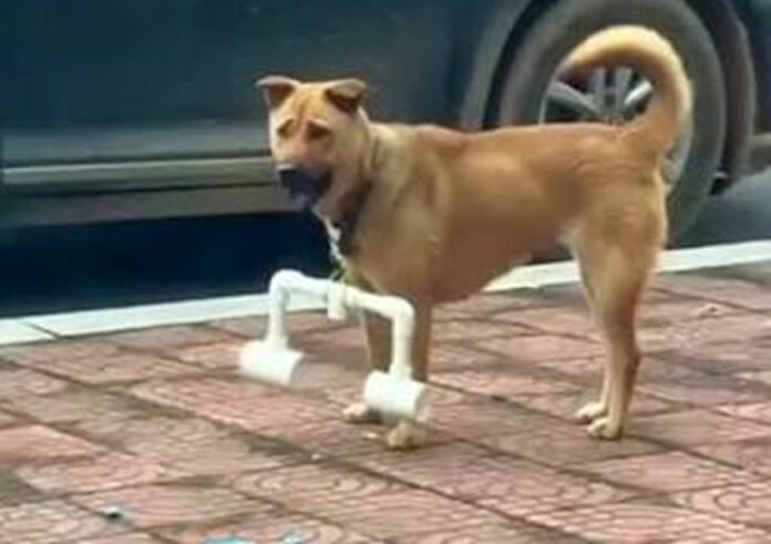 dogw