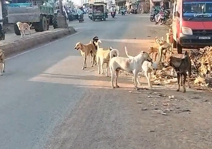 Haveri: ಸವಣೂರಿನಲ್ಲಿ ಬೀದಿ ನಾಯಿಗಳ ಹಾವಳಿ ಮಿತಿ ಮೀರಿದರೂ ಕ್ರಮವಿಲ್ಲವೇ?
